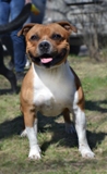  Staffordshire Bull Terrier 